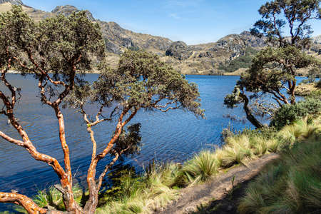 Touristic trail and Polylepis trees or Paper trees at the Toreadora lake coast at National Park El Cajas, Andean Highlands, Azuay province, Ecuador.の写真素材
