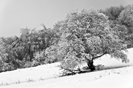 Winter in the mountain forest in black and whiteの写真素材