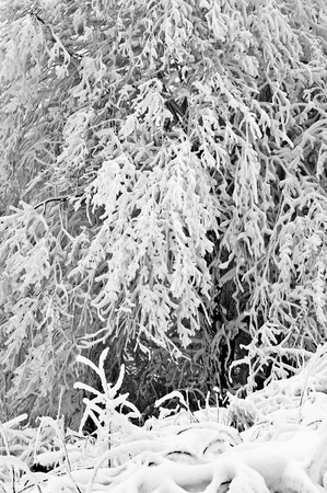 Winter in the mountain forest in black and whiteの写真素材