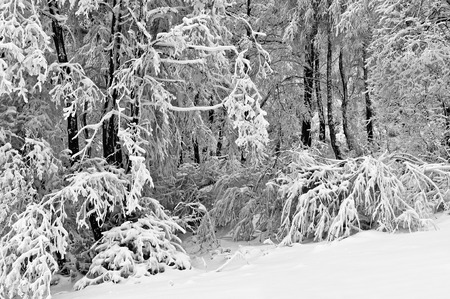 Winter in the mountain forest in black and whiteの写真素材
