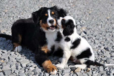 Two young dogs playing on the road  