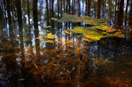 A forest wetlands