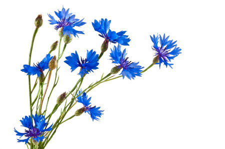 The group of blue cornflowers on white backgroundの写真素材