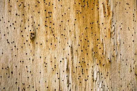 Fragment of wall of the old wooden building.の写真素材