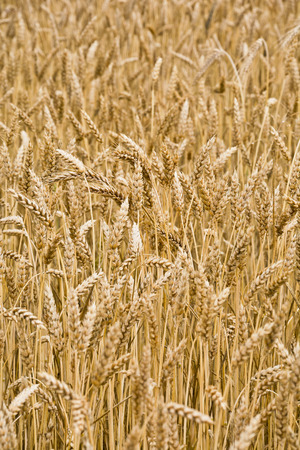 The field of ripe wheat on a clear summer day in the late afternoonの写真素材