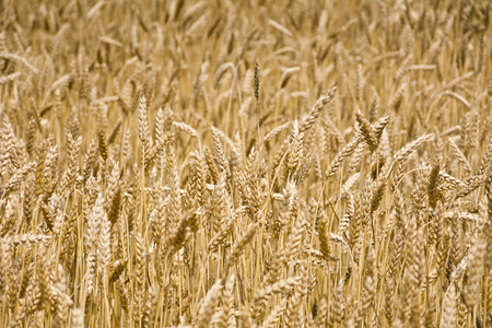 The field of ripe wheat on a clear summer day in the late afternoonの写真素材