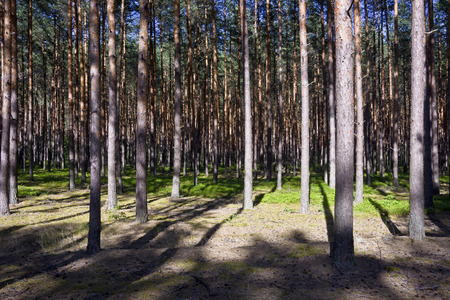 Pine forest illuminated by the light of the afternoon sunの写真素材