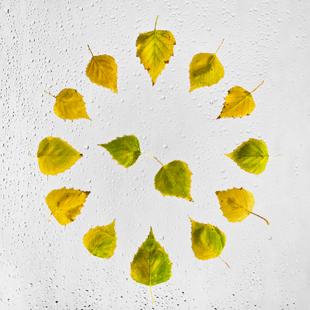 Clock stacked with colorful autumn birch leaves on the wet glass. Colored highlighted the wet autumn leaves with raindrops glued to the window on a gray background.の写真素材