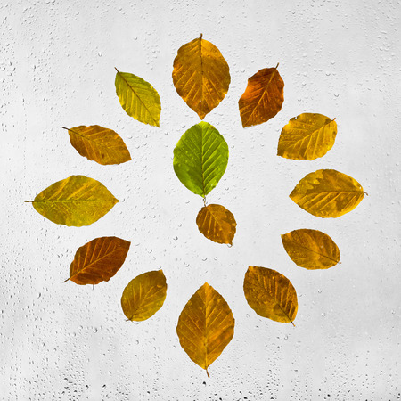 Clock stacked with colorful autumn beech leaves on the wet glass. Five o'clock. Colored highlighted the wet autumn leaves with raindrops glued to the window on a gray background.の写真素材