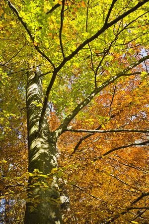 Forest in the beautiful autumn colors on a sunny day. Beautifully stained autumn leaves on trees in forest.の写真素材