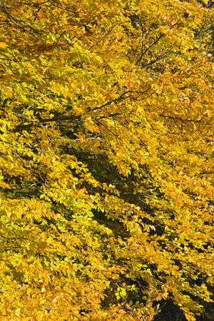 Forest in the beautiful autumn colors on a sunny day. Beautifully stained autumn leaves on trees in forest.の写真素材