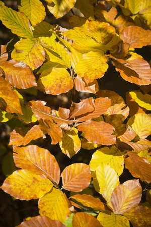 Forest in the beautiful autumn colors on a sunny day. Beautifully stained autumn leaves on trees in forest.の写真素材