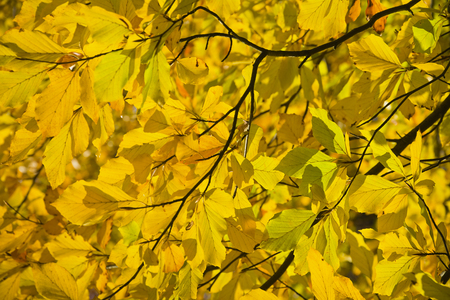 Forest in the beautiful autumn colors on a sunny day. Beautifully stained autumn leaves on trees in forest.の写真素材