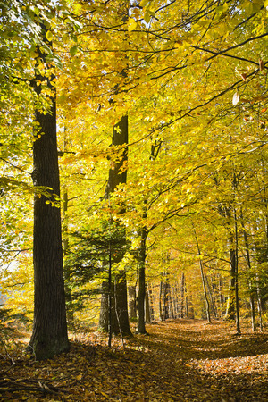 Forest in the beautiful autumn colors on a sunny day. Beautifully stained autumn leaves on trees in forest.の写真素材