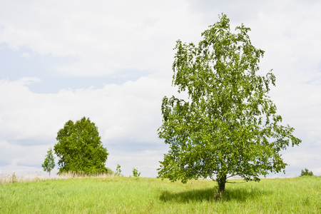 Rural landscape with few trees nearby. Green single birch in early spring on a sunny day.の写真素材