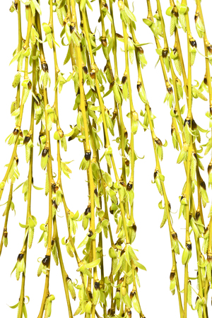 Spring twig with catkins on a white background. Easter. A few fresh sprigs with catkins. Spring.の写真素材