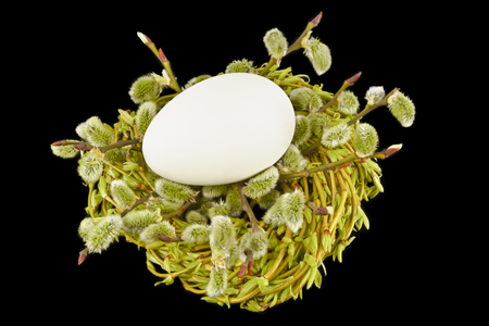 Egg in a nest with twigs and willow catkins on a black background. Easter.の写真素材