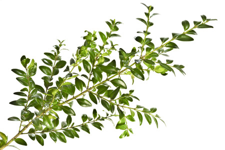 Green boxwood twig on a white background.の写真素材