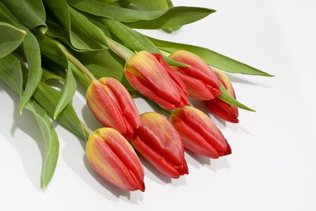 Bouquet of beautiful tulips on a white background. Several fresh red tulips on a white background.の写真素材