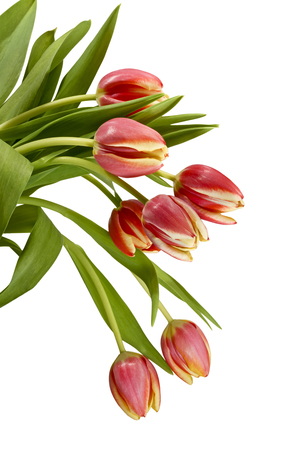 Bouquet of beautiful tulips on a white background. Several fresh red tulips on a white background.の写真素材