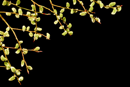 Spring twig with catkins on a black background. Easter. Several sprigs fresh with catkins. Spring.の写真素材