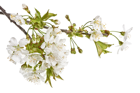Cherry twigs with white flowers on a white background. Spring flowering cherry branches close.の写真素材
