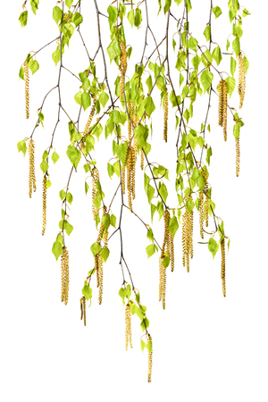 Young birch twigs with catkins on a white background. Several Spring birch twigs with catkins. Spring.の写真素材