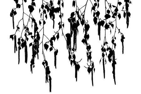 Silhouettes of birch twigs with catkins on a white background. Several Spring birch twigs with catkins. Spring.の写真素材