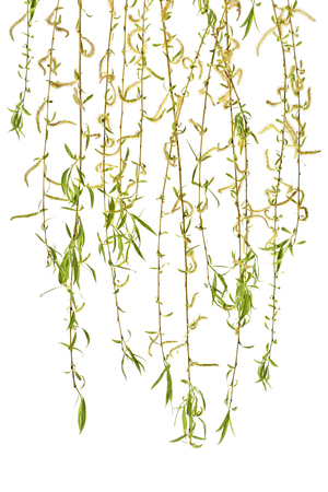 Young branches of willow with catkins on a white background. Several sprigs of spring willow catkins. Spring.の写真素材