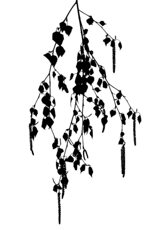 Silhouettes of birch twig with catkins on a white background. Several spring birch twig with catkins. Spring.の写真素材