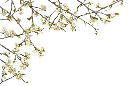 Twigs plum tree with white flowers on a white background.の写真素材