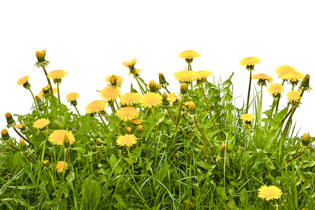 Dandelions blooming in the grass on a white background.Dandelion close blooming in early spring meadow.の写真素材