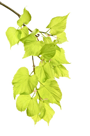 Young spring linden twigs with leaves on a white background. Several twigs of young green leaves. Spring.の写真素材