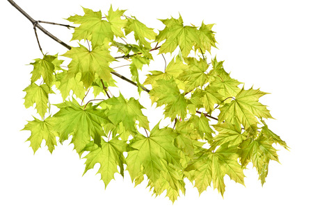 Young spring maple twigs with leaves on a white background. Several twigs of young green leaves. Spring.の写真素材