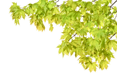 Young spring maple twigs with leaves on a white background. Several twigs of young green leaves. Spring.の写真素材