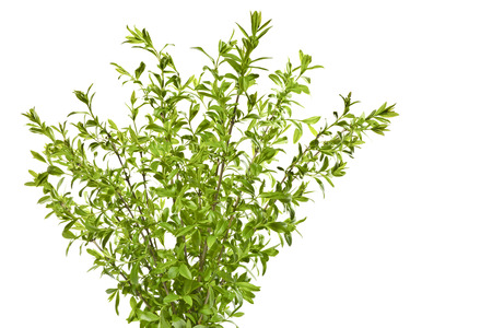 Young spring privet twigs with leaves on a white background. Several twigs of young green leaves. Spring.の写真素材