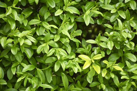 Fragment of a hedge of privet early spring. Privet bush in natural lighting in close-upの写真素材