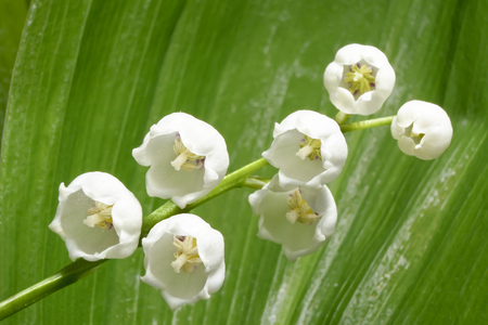 Fragrant lily of the valley on a background of green leaves. Macro. Fresh sprig of lily of the valley illuminated by diffused light.の写真素材