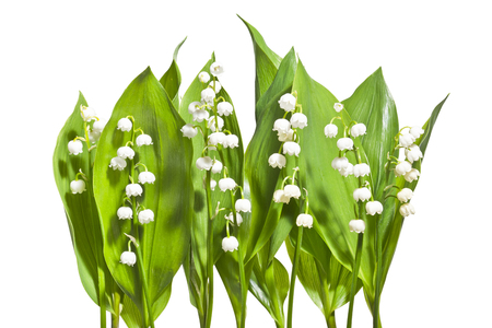 Bouquet of lily of the valley on a white background. Blooming fresh lilies of the valley isolated on white background.の写真素材