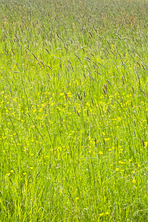 Colorful meadow with buttercups in the spring sunshine. Colorful tall grass on a sunny day.の写真素材