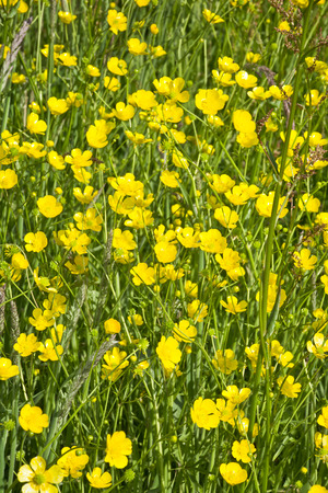 Colorful meadow with buttercups in the spring sunshine. Colorful tall grass on a sunny day.の写真素材