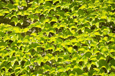 Fresh, spring ivy leaves on the wall. Green and colored ivy leaves lit by the rays of the sun.の写真素材