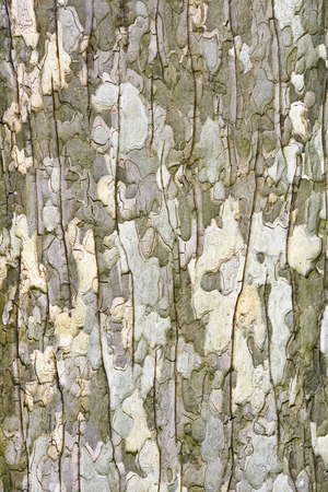 The bark on the trunk of an old maple. Details. Texture. The trunk of an old maple in early spring.の写真素材