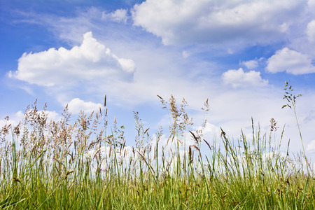 View of the high grass on the clouds in the blue sky. On the meadow on a sunny spring day.の写真素材