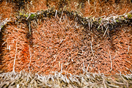 Straw roofing closely. Thatch. Equally cut straw on the roof of the old house.の写真素材