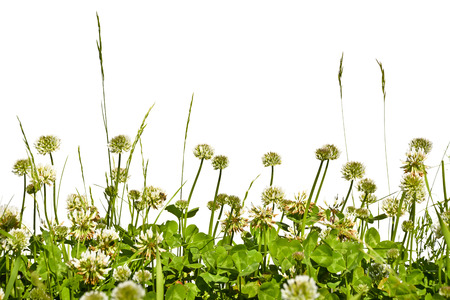 Limb blooming in a meadow against a white background. Spring meadow with clover in the grass.の写真素材