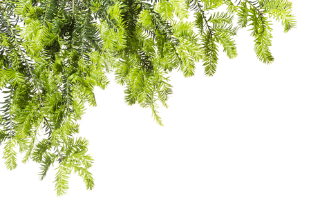 Young twigs of yew on a white background.Spring. Background with light green twigs of yew.の写真素材