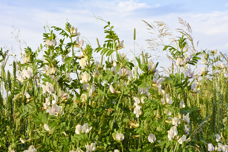 Colorful meadow with flowers close up against the sky. Meadow on a clear summer day.の写真素材
