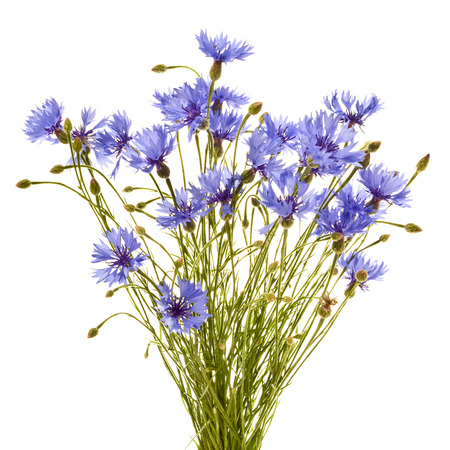 Bouquet of field cornflowers close up on a white background.の写真素材