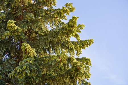 Spruce branches with cones against the sky.の写真素材